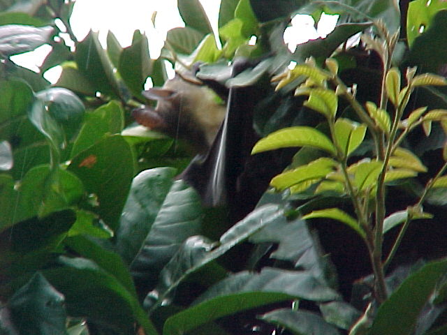 Straw-coloured Fruit Bat, Kasanka National Park